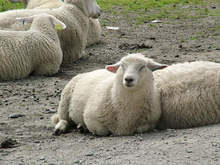 I Norge ligger der får og flyder allevegne